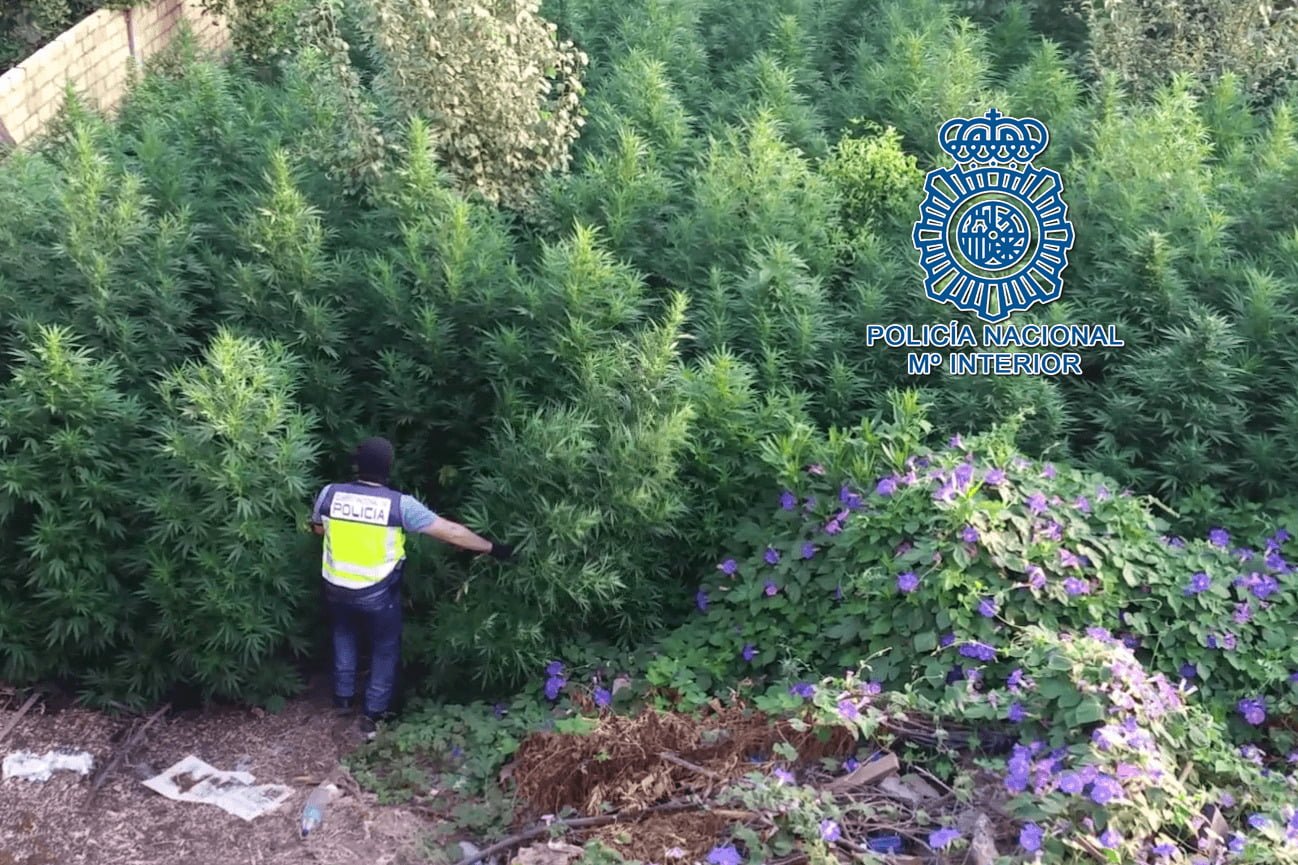 La Policía Nacional incauta 450 plantas de marihuana de gran altura en una parcela
