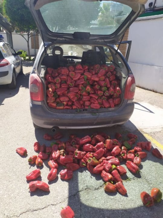 Detenido por el robo de 200 kilos de pimientos rojos