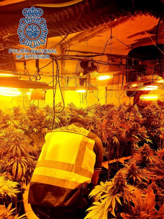 Cultivo ilegal de marihuana en una vivienda de Los Montecillos
