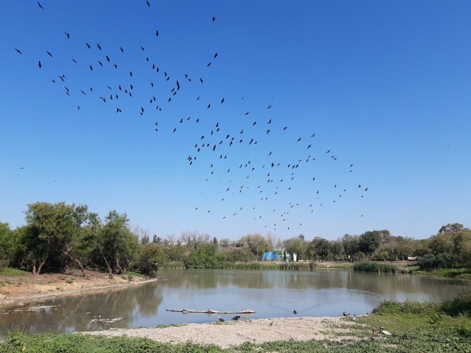 El PFEA 2020 para la laguna de Fuente del Rey y el parque forestal