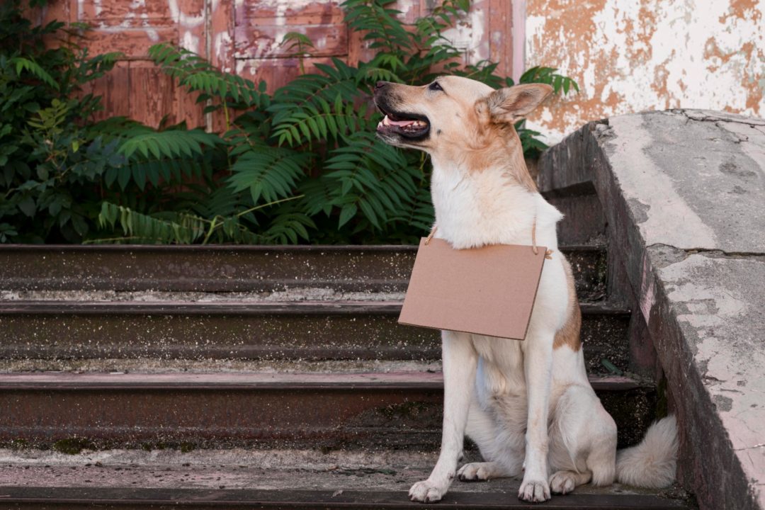 Mejoras en el servicio de recogida de animales de la vía pública