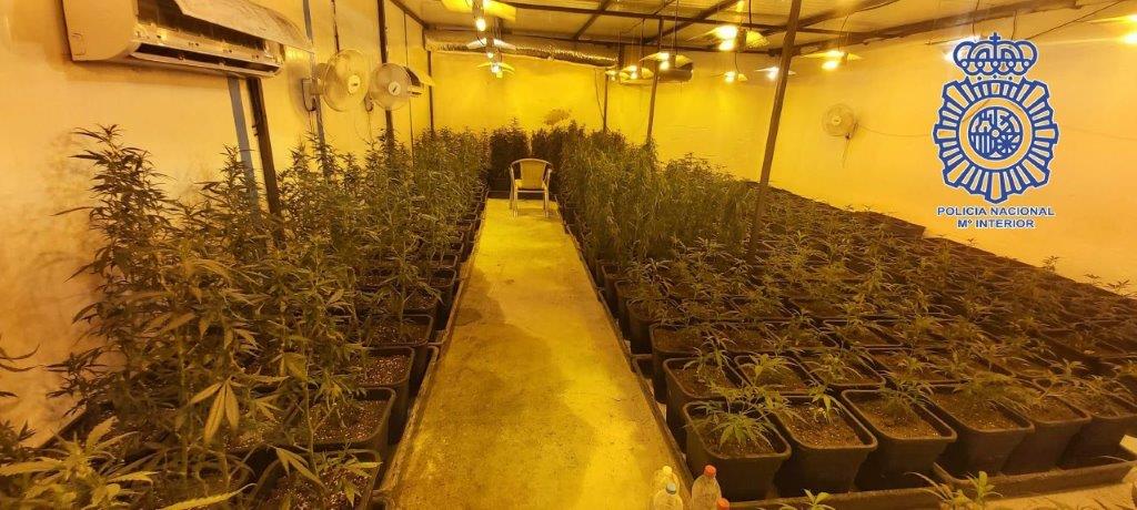 Dos varones detenidos por cultivar esquejes marihuana