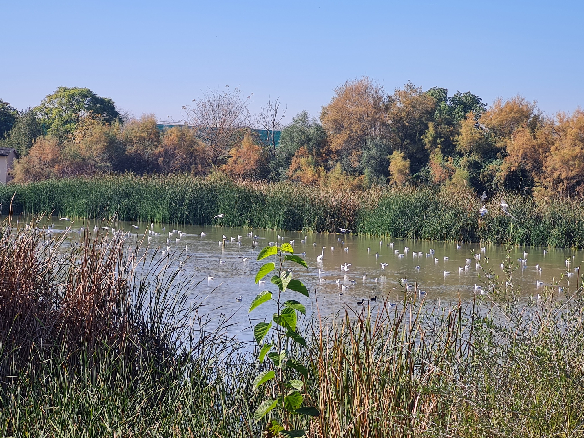 Dato histórico de visitas a la Laguna de Fuente del Rey en 2022
