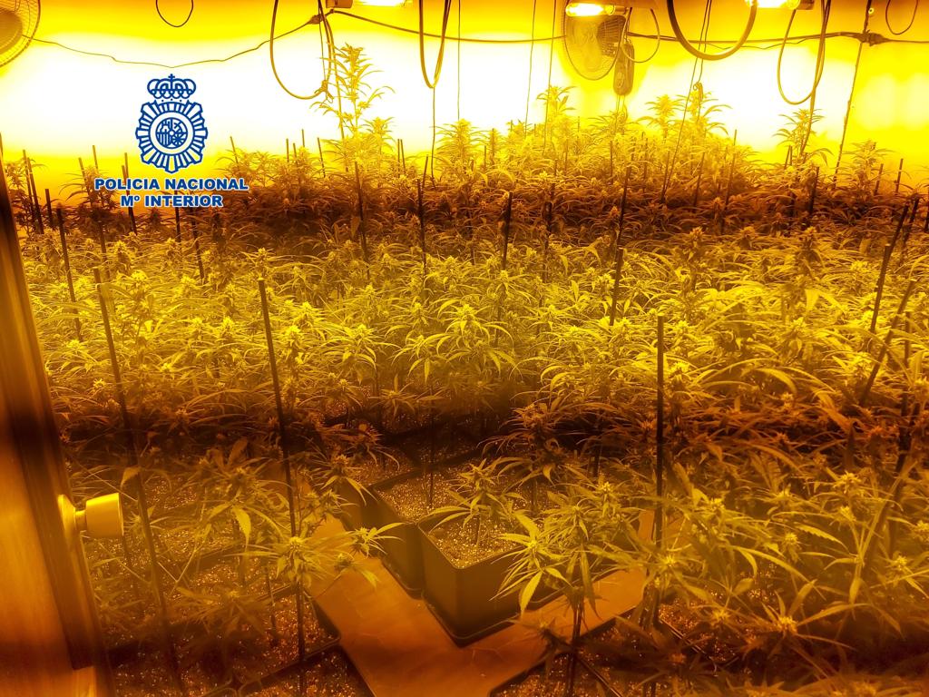 Operación Altair desmantela una plantación de marihuana en La Motilla