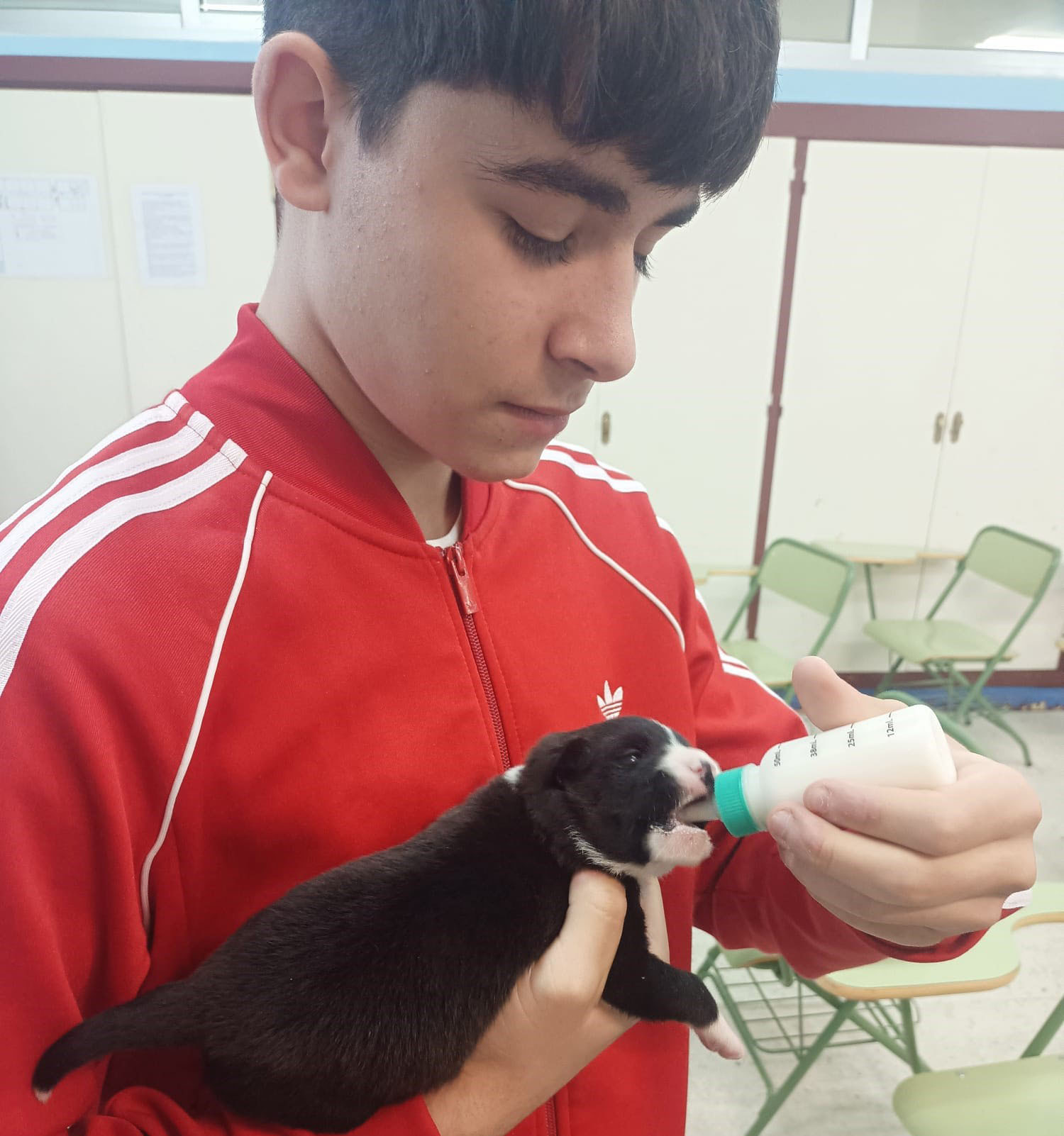 Cantely Animalista para trabajar por el bienestar animal