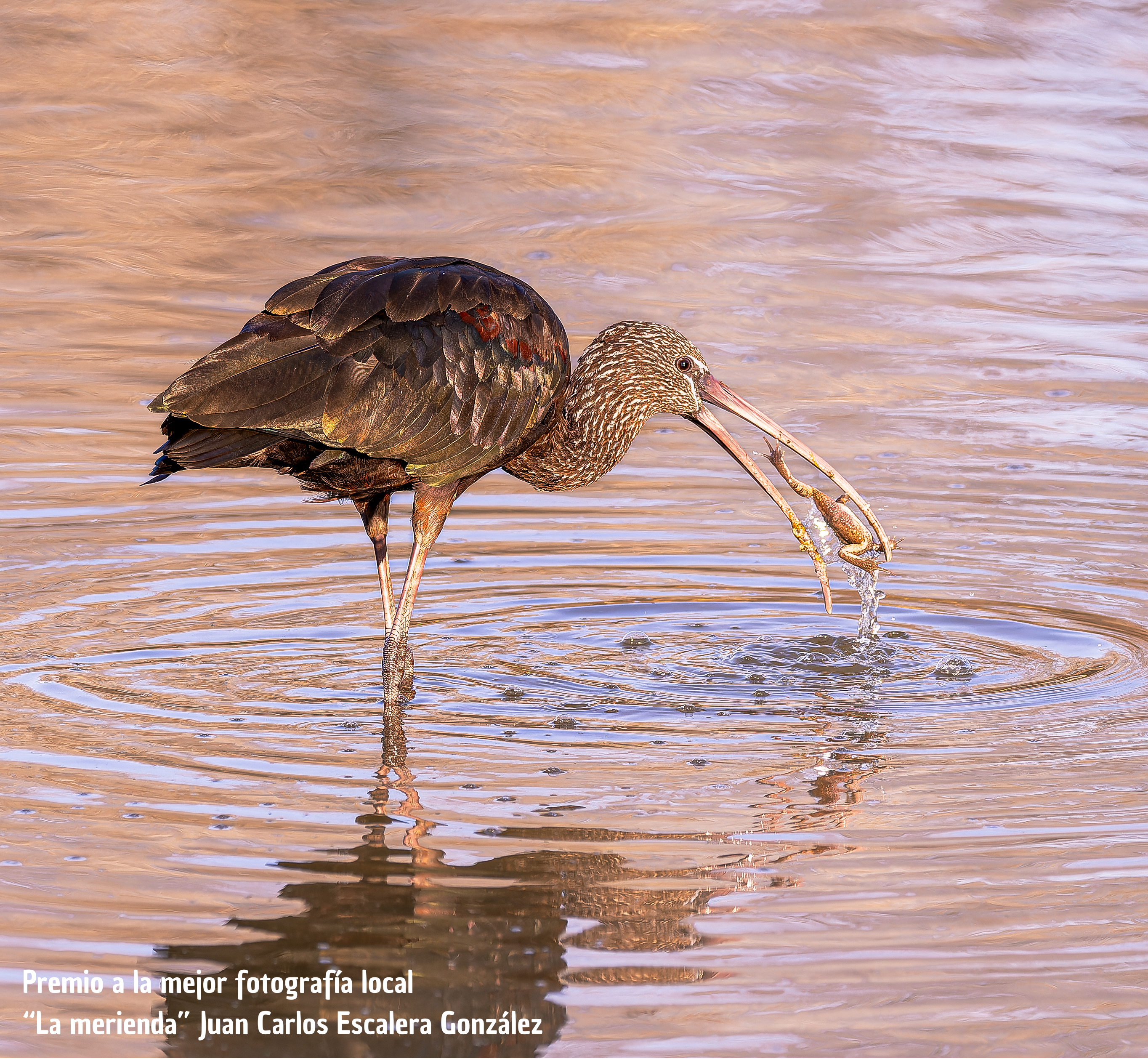Fotografías ganadoras del IV Concurso Laguna de Fuente del Rey