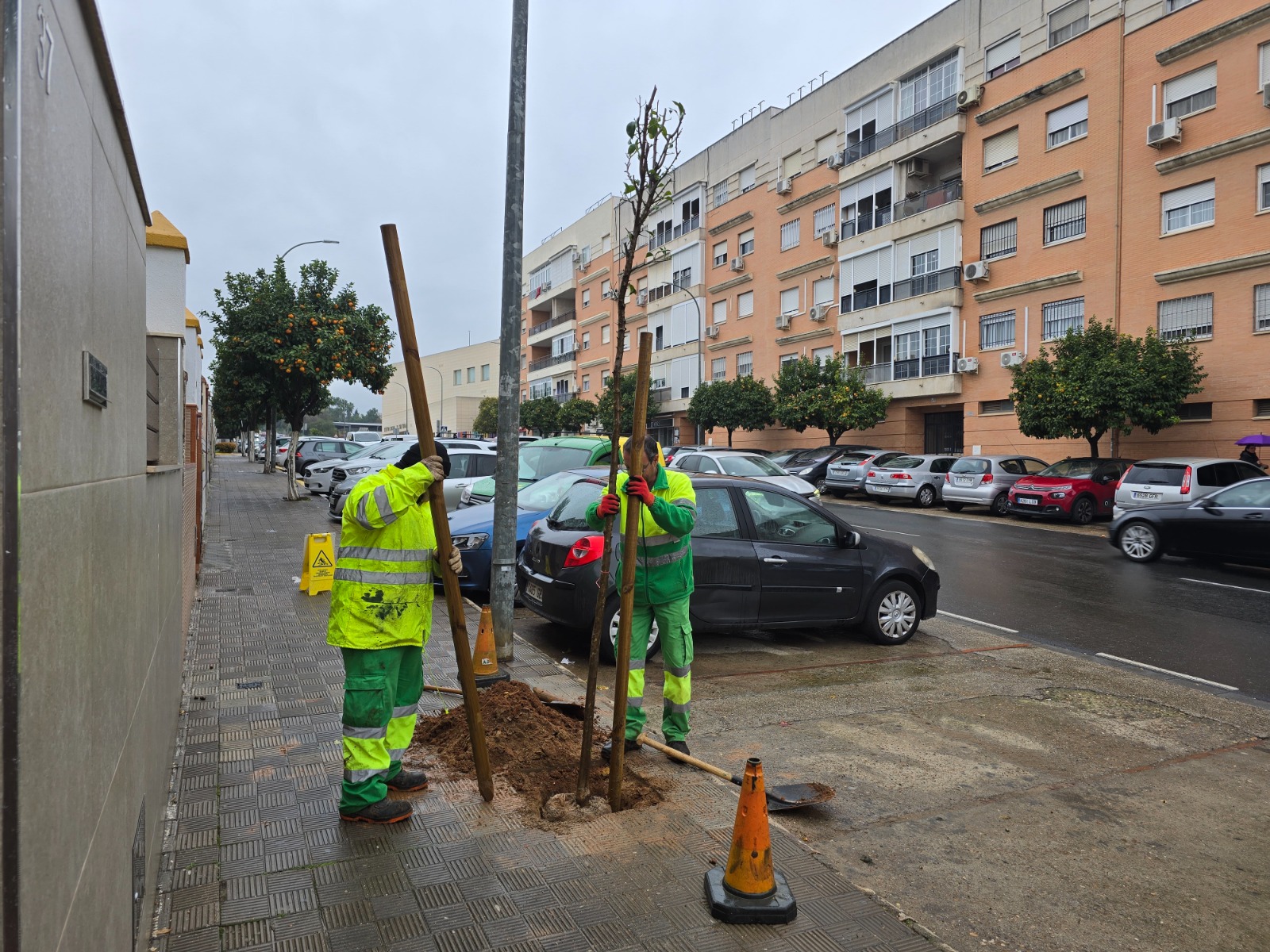 La campaña anual de plantación ya está en marcha