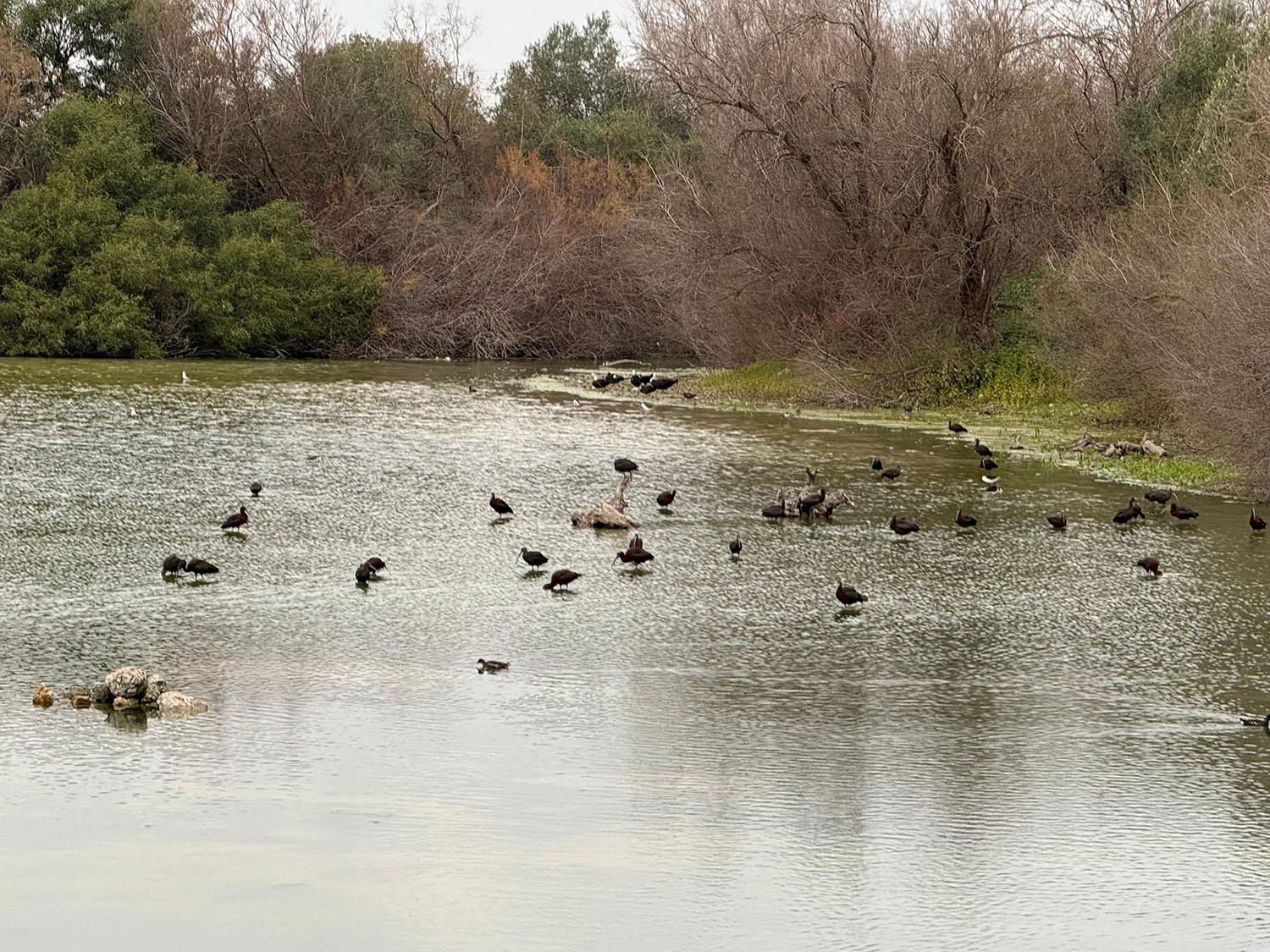 Nuevo récord histórico de visitas en la Laguna de Fuente del Rey