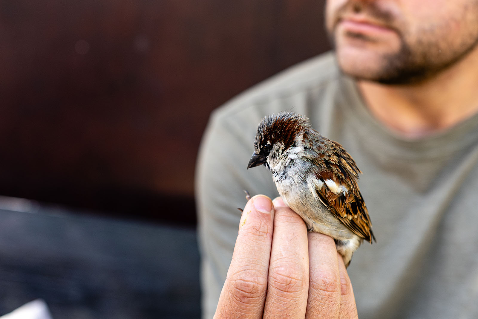 La Laguna de Fuente del Rey aporta datos claves de aves