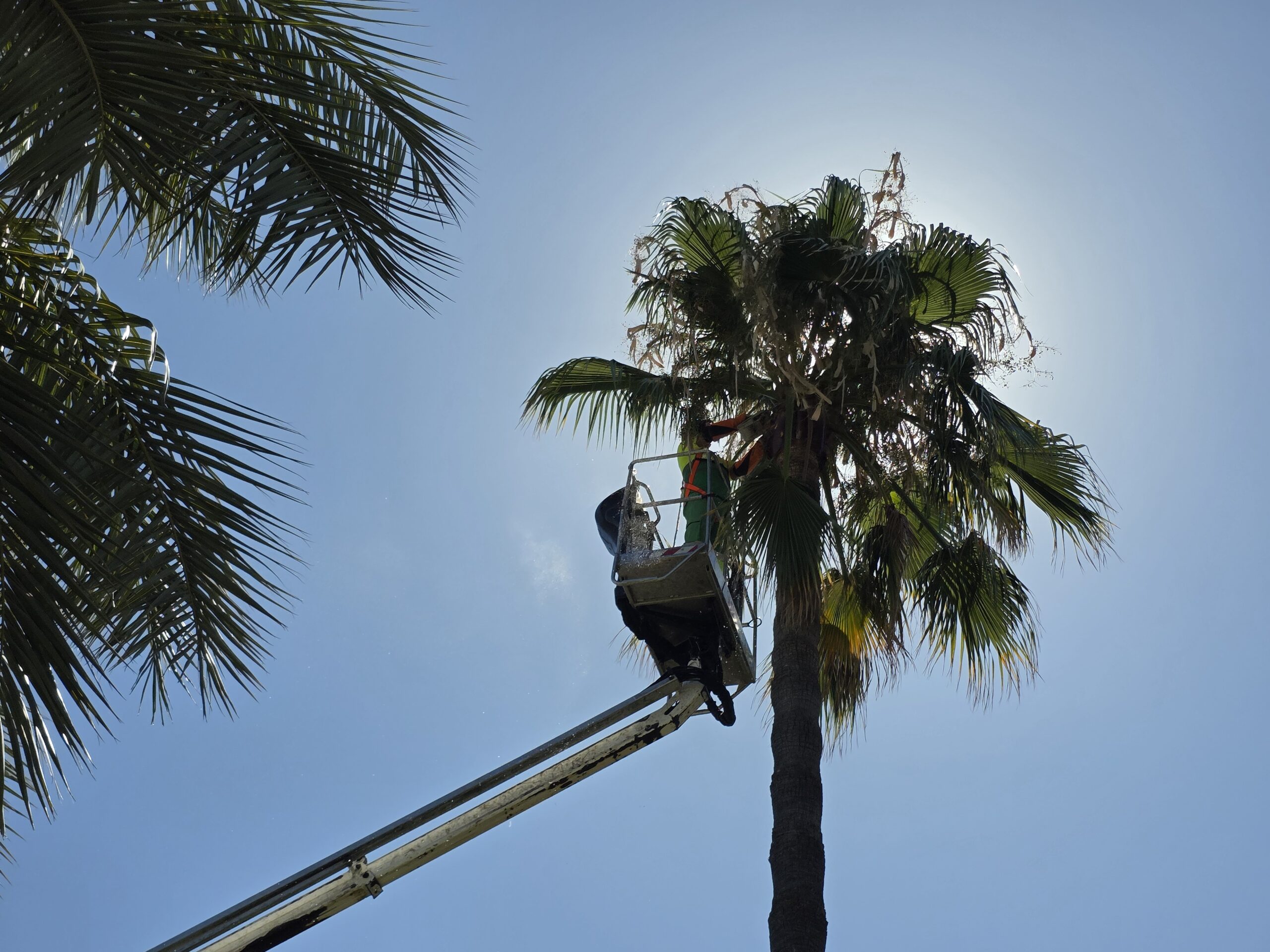 Poda de palmeras durante los meses de verano