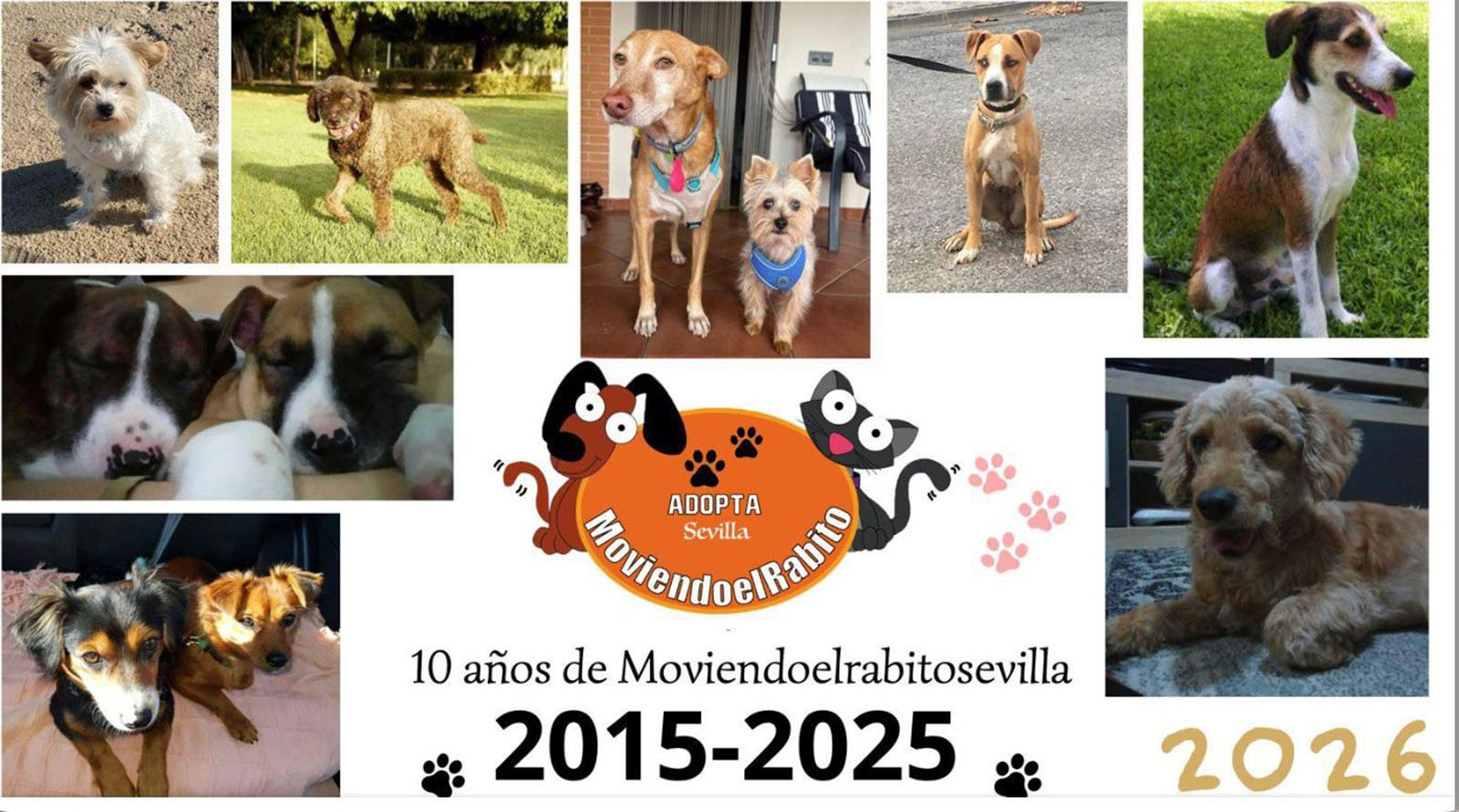 MoviendoelrabitoSevilla presenta su calendario para 2026