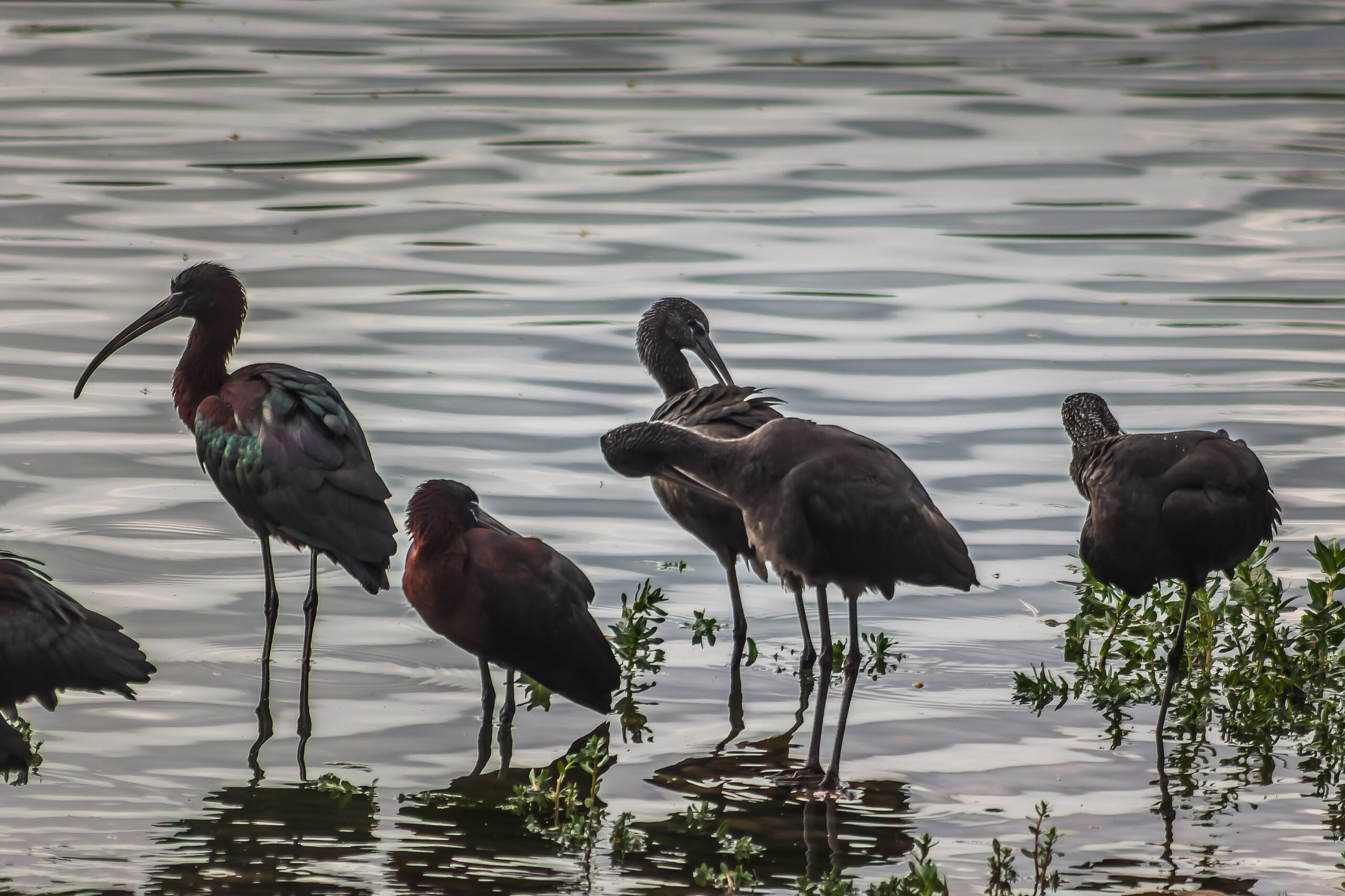 Año de record de visitas a la Laguna de Fuente del Rey