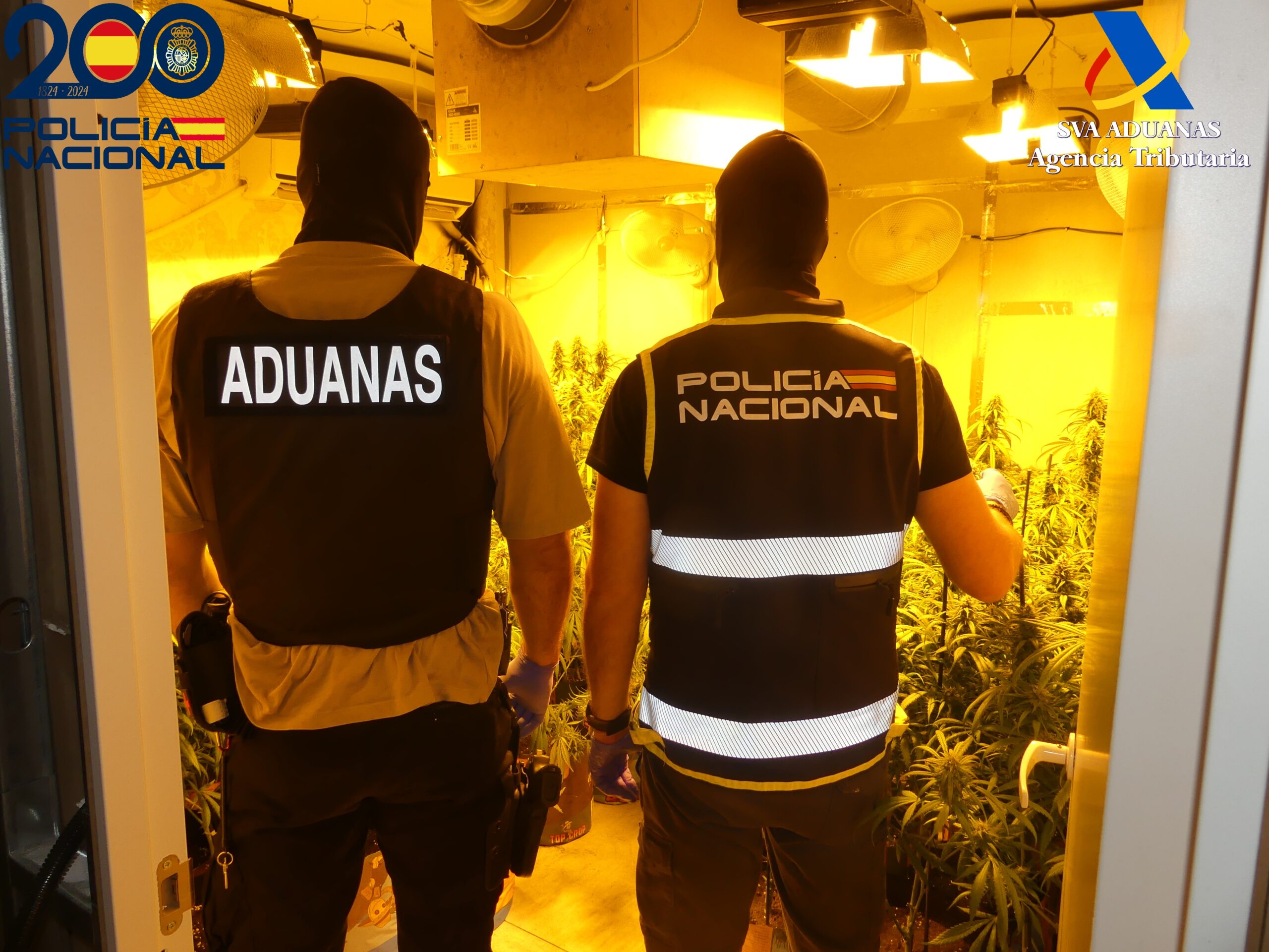 Seis cultivos indoor de marihuana han sido desmantelados