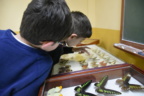 Taller y exposición de insectos y arácnidos en Anfathi